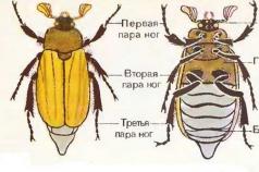Как двигаются насекомые. Класс Насекомые. Общая характеристика и их разнообразие. Роль насекомых в экосистемах и их значение для человека. Краткий обзор класса