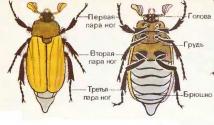 Comment les insectes se déplacent.  Insectes de classe.  Caractéristiques générales et leur diversité.  Le rôle des insectes dans les écosystèmes et leur importance pour l'homme.  Aperçu de la classe